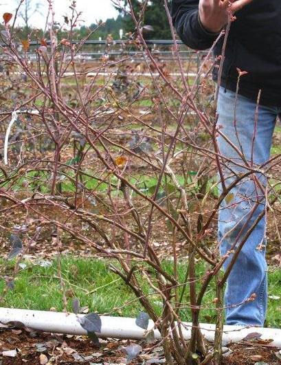 Pruning Blueberry Plant After